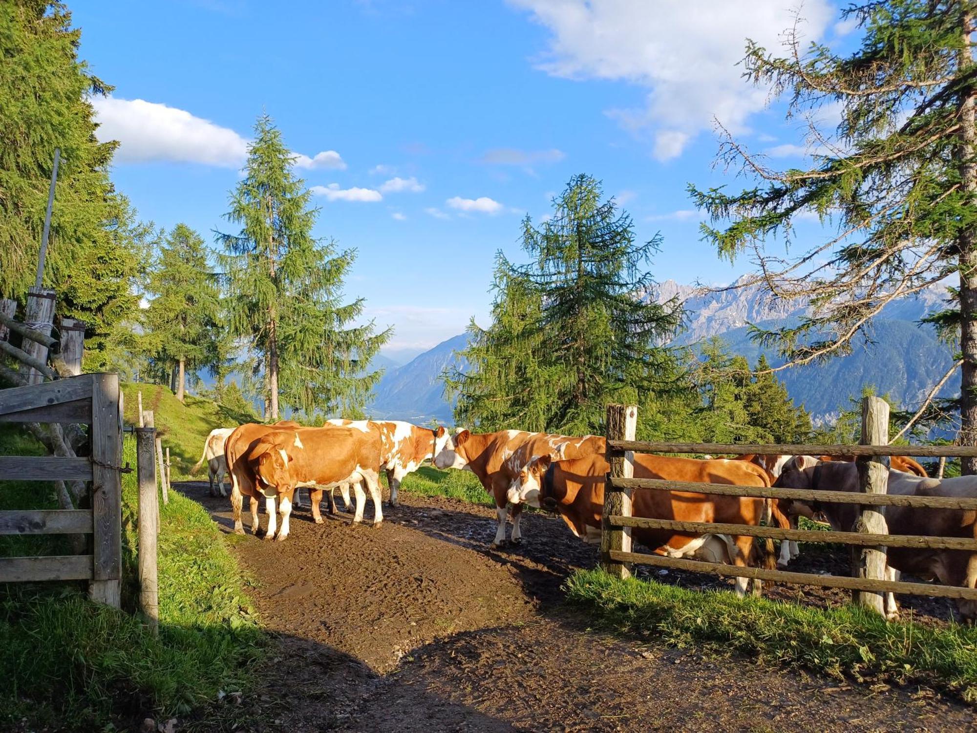 Appartamento Unterniggleralm Thurn Esterno foto